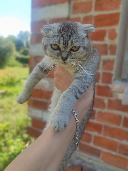 Шотландская вислоушка девочка