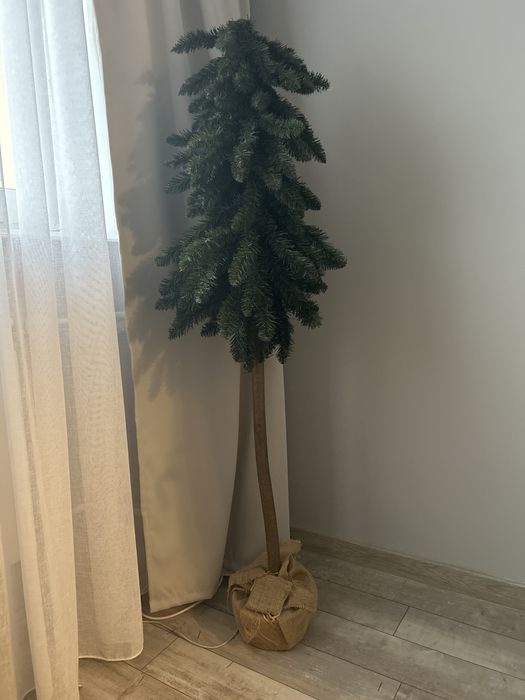 Choinka na pniu.