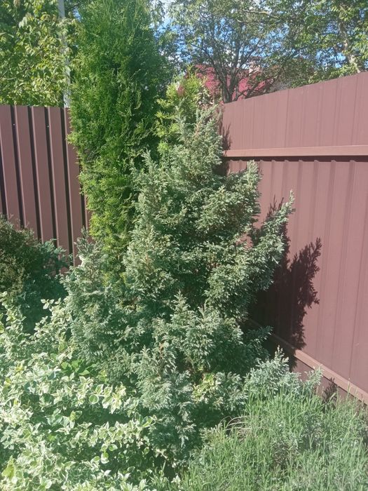 Продам дорослі кущі,лаванда,туя та інші.