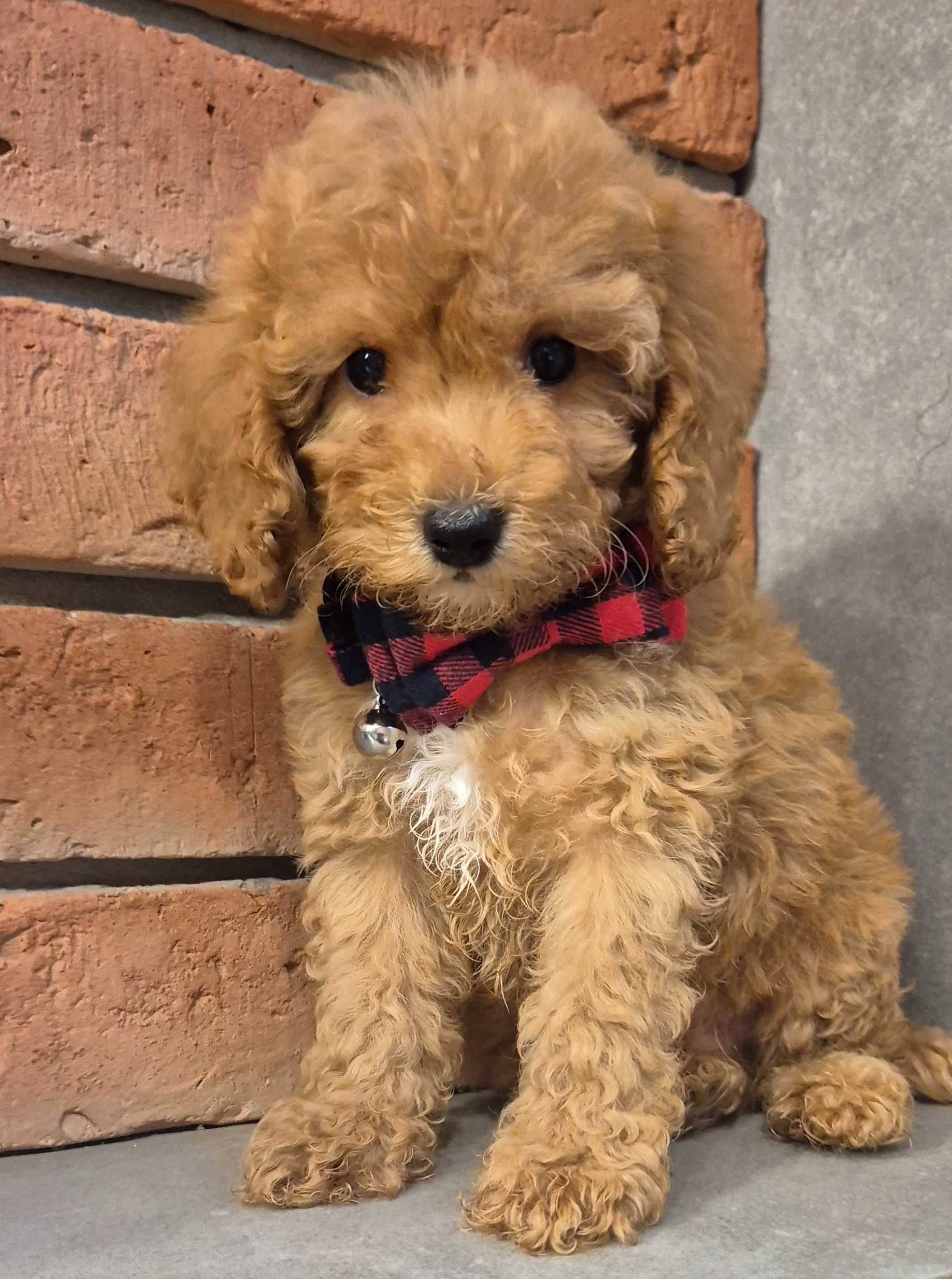 Cockapoo f1b miziasty Chlopczyk do odbioru