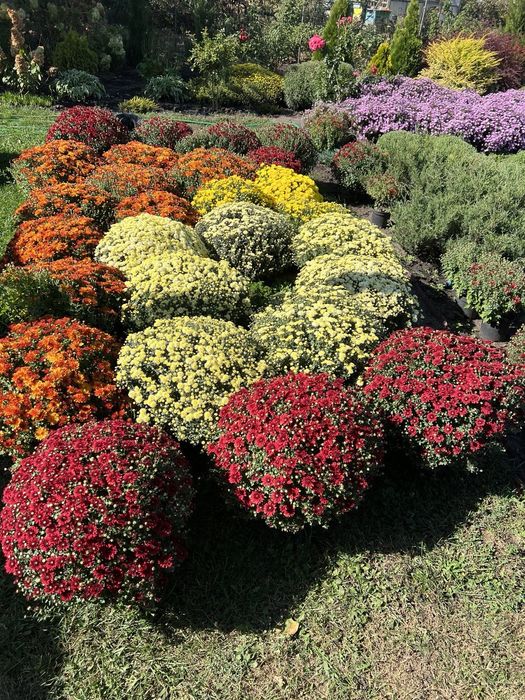 Хризантема мультифлора.