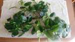 Anubias nana duze sadzonki