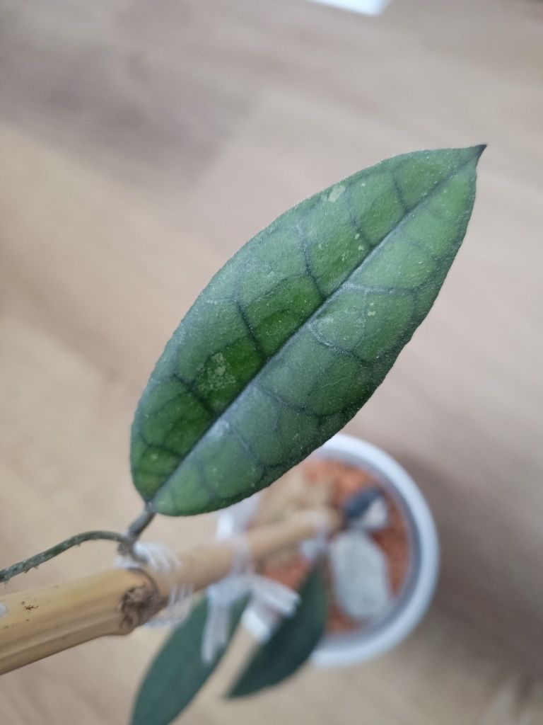 Hoya hoja clemensiorum indonesia