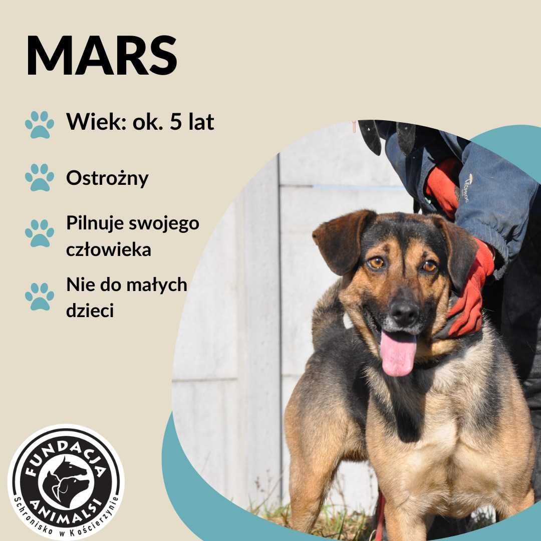 MARS czeka na dobry dom