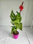 Canna czerwona 80cm paciorecznik ozdobny C2 + nawóz gratis