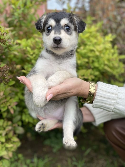 В добрі руки дитину