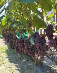 Саджанці морозостійкого винограду (кишмиші США)