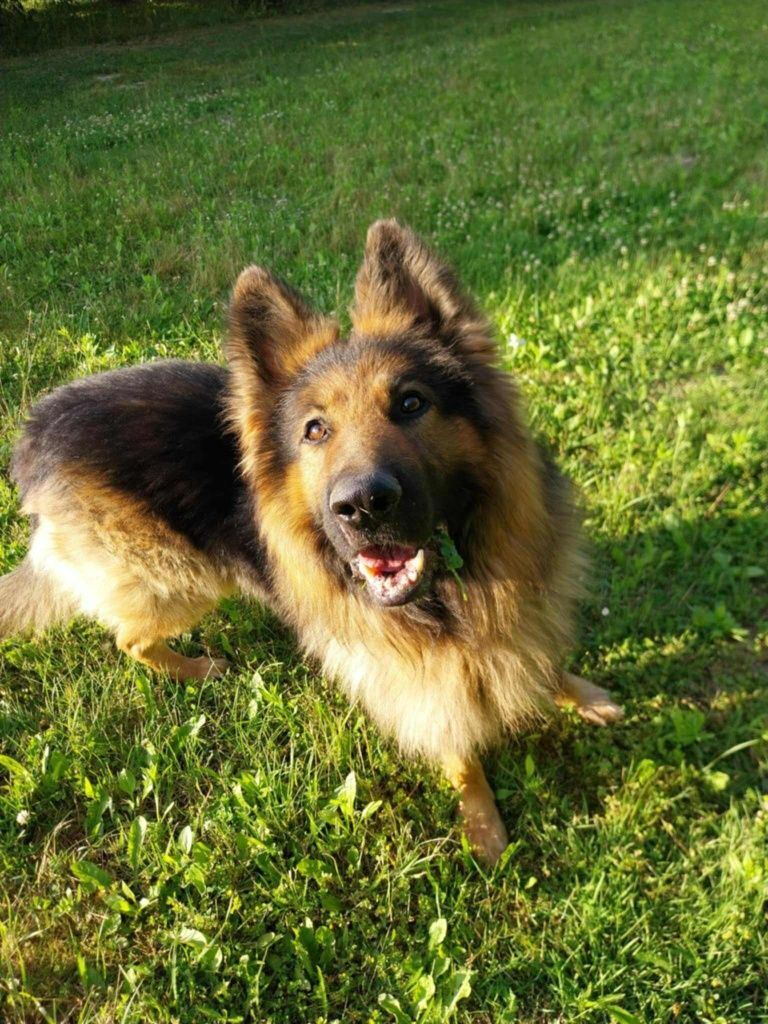Młody, zadbany owczarek do adopcji