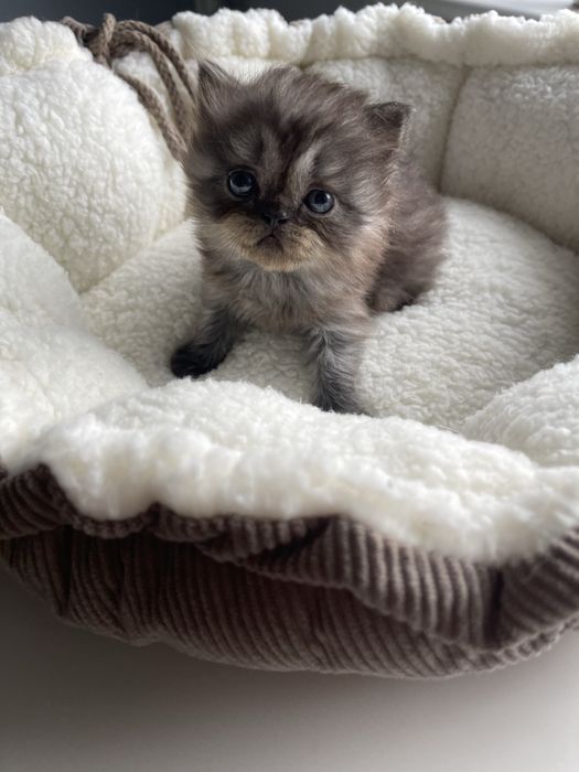 Kot perski pers perskiego persa RODOWÓD samiec