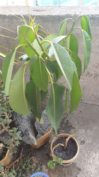 Продам Фікус Широколистний.