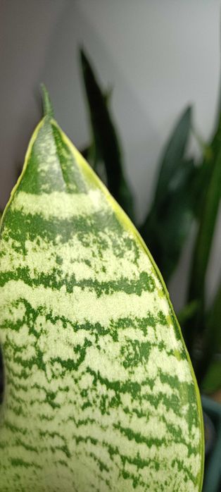 Футура Гілд Ейдж сансевієрія  сансевьера