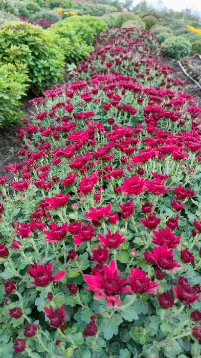 Хризантема мультифлора