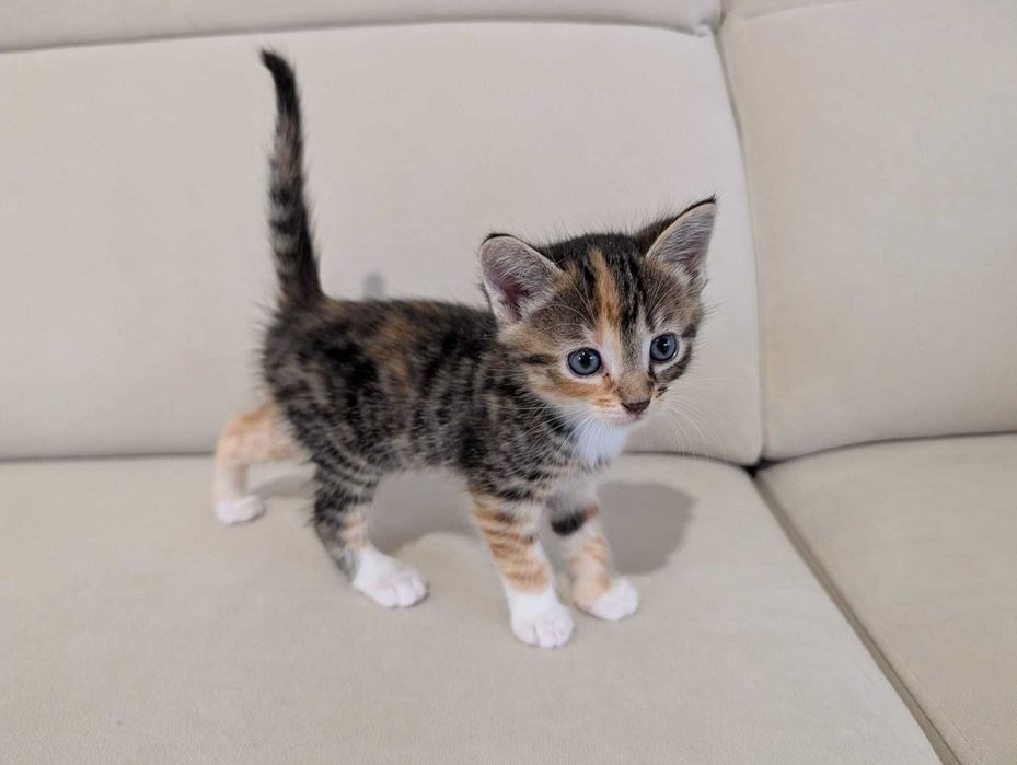 Oddam kociaki, po norweskim leśnym