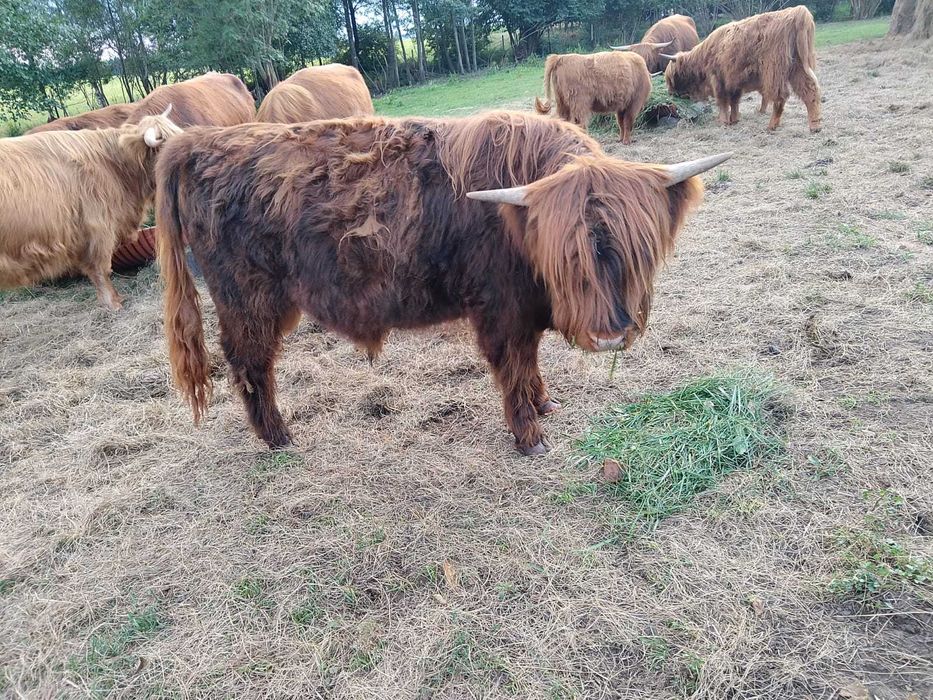 Byczek rasy szkockiej