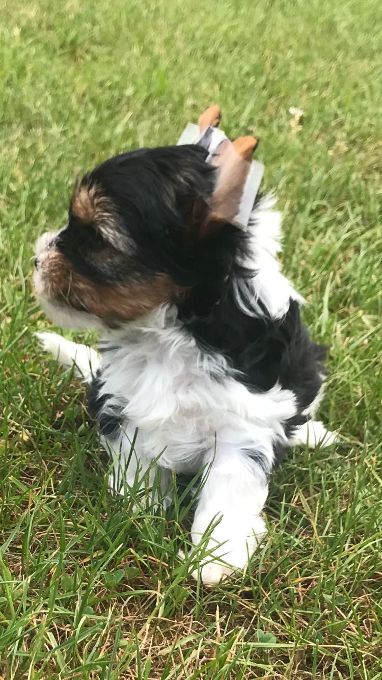 Suczka Biewer Yorkshire Terrier