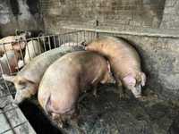 Свині живою вагою Великі домашні свині 180- 220кг по 65 грн