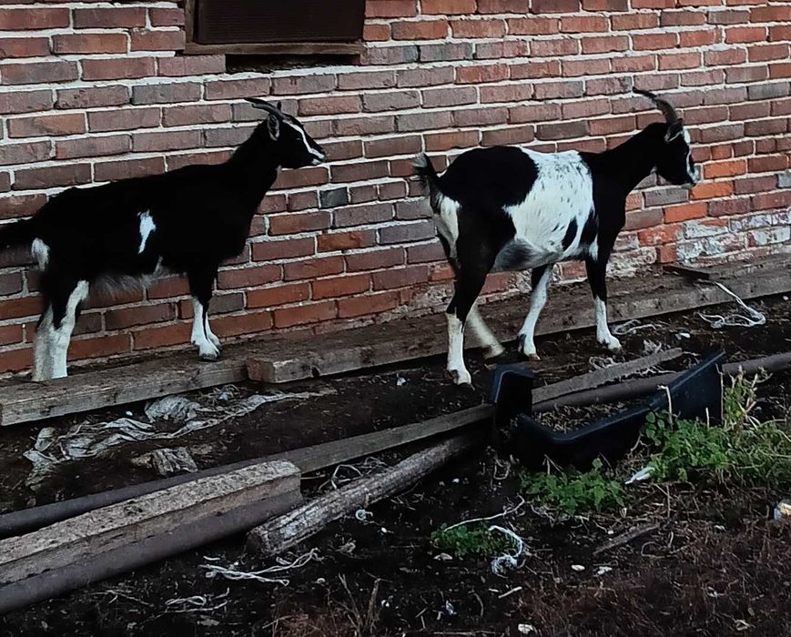 Sprzedam kozy zakocone