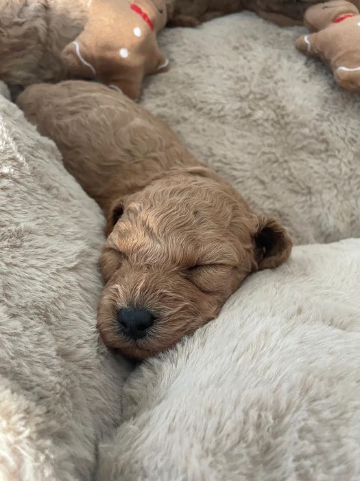 Pudel Miniatura Suczka