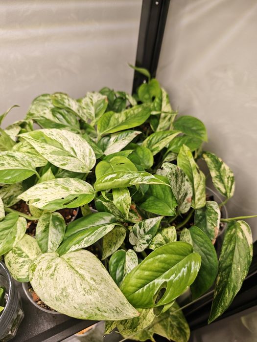 Epipremnum Pinnatum Marble var