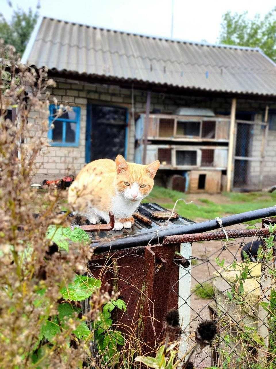 Срочно! Котята ищут дом!