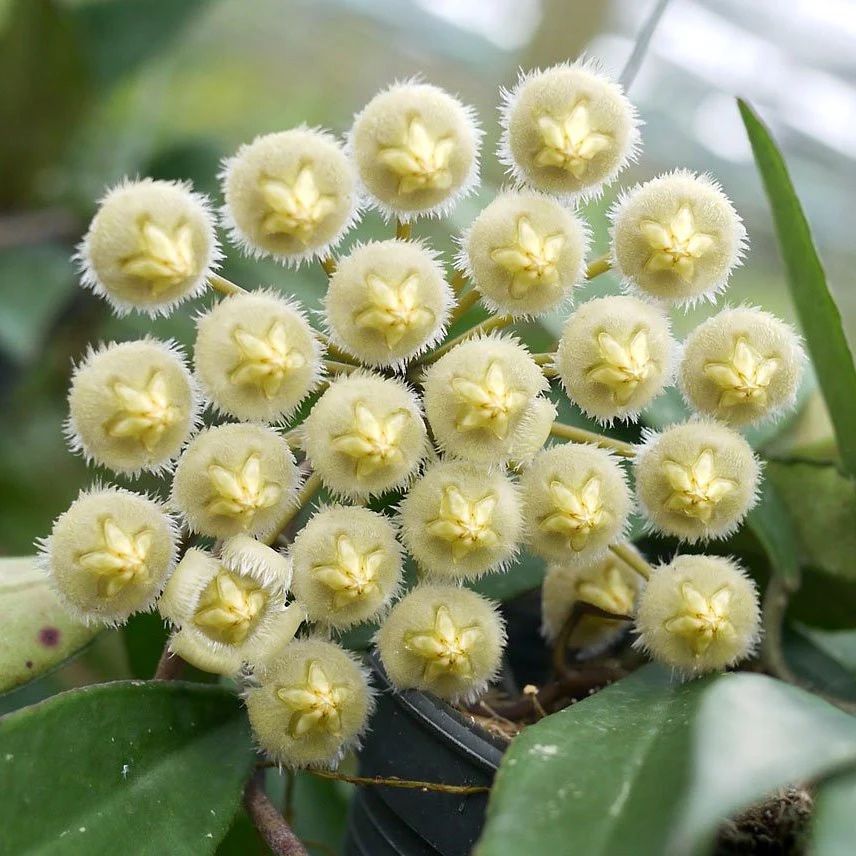 Hoya mirabilis_planta de cera