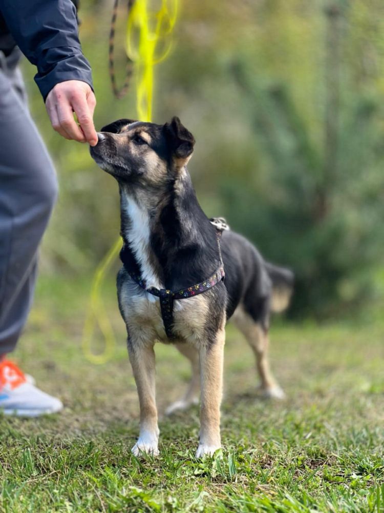 Tulaśna Mila szuka domku