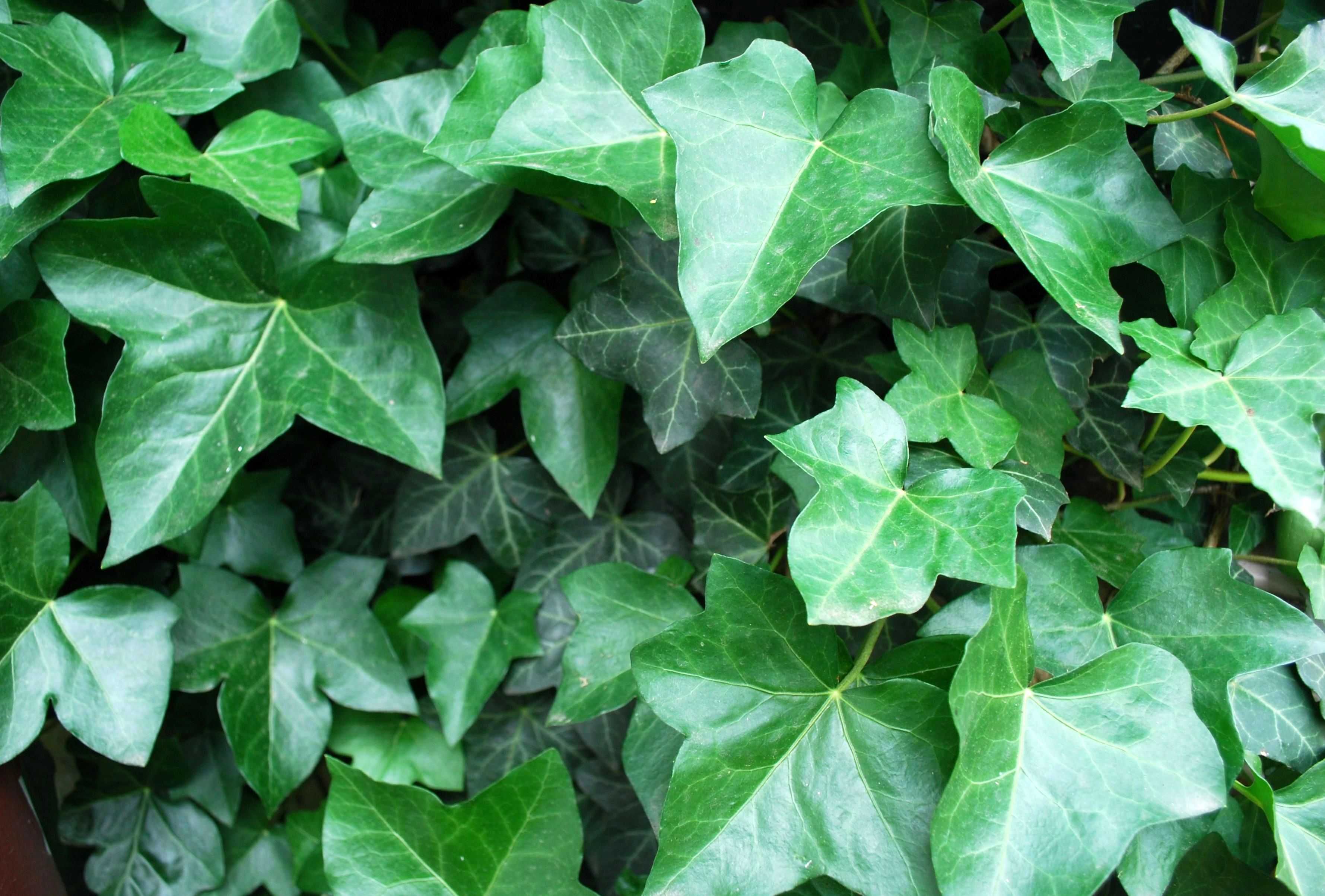 Bluszcz Pospolity 'Atropurpurea' - Hedera Helix (18)