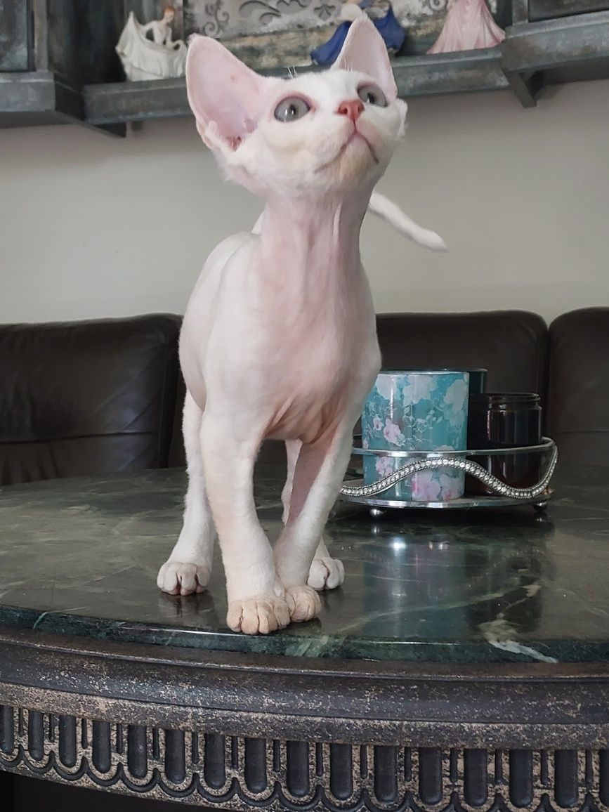 Devon Rex cudowny kociak