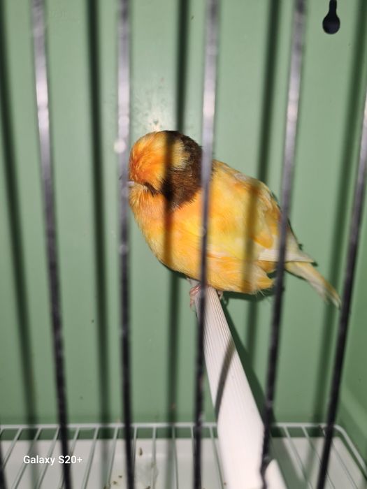 Canários Norwich Machos