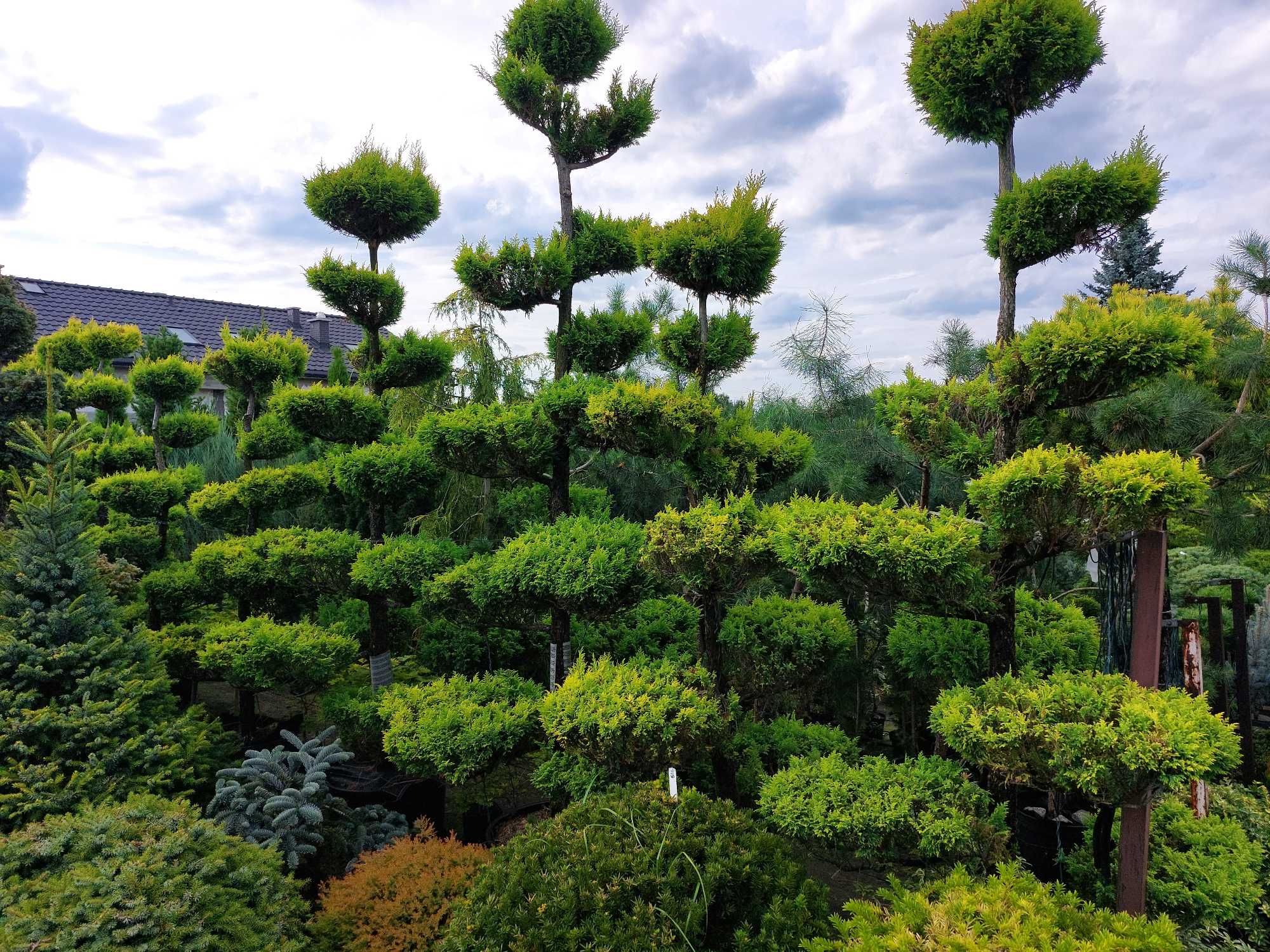 Szkółka roślin ozdobnych - niwaki, bonsai - jałowiec, sosna, cis, inne