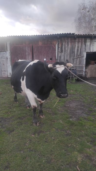 Корови.                        .