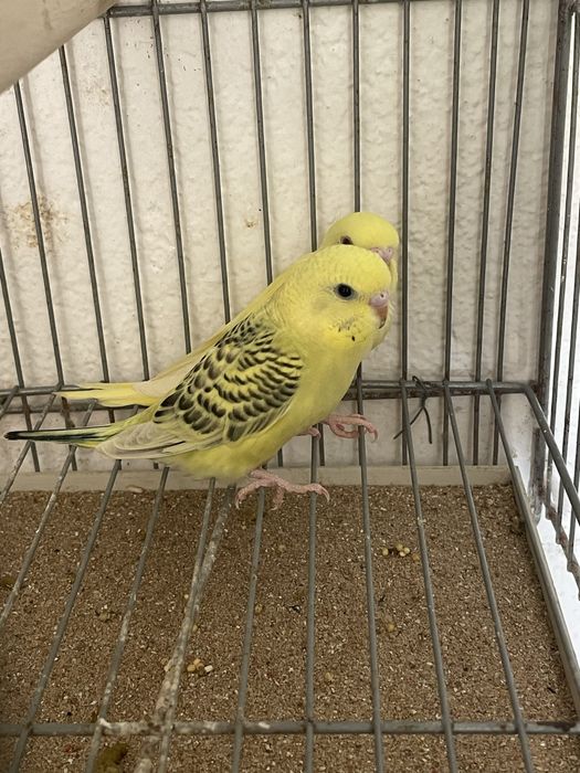 Periquitos autralianos