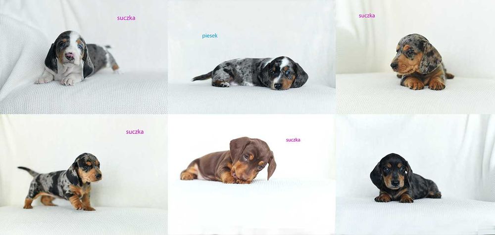 jamnik miniaturowy-rozne kolory