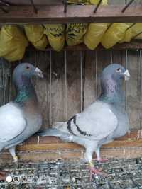Голуби жешівські пара самець 13 голубка 22