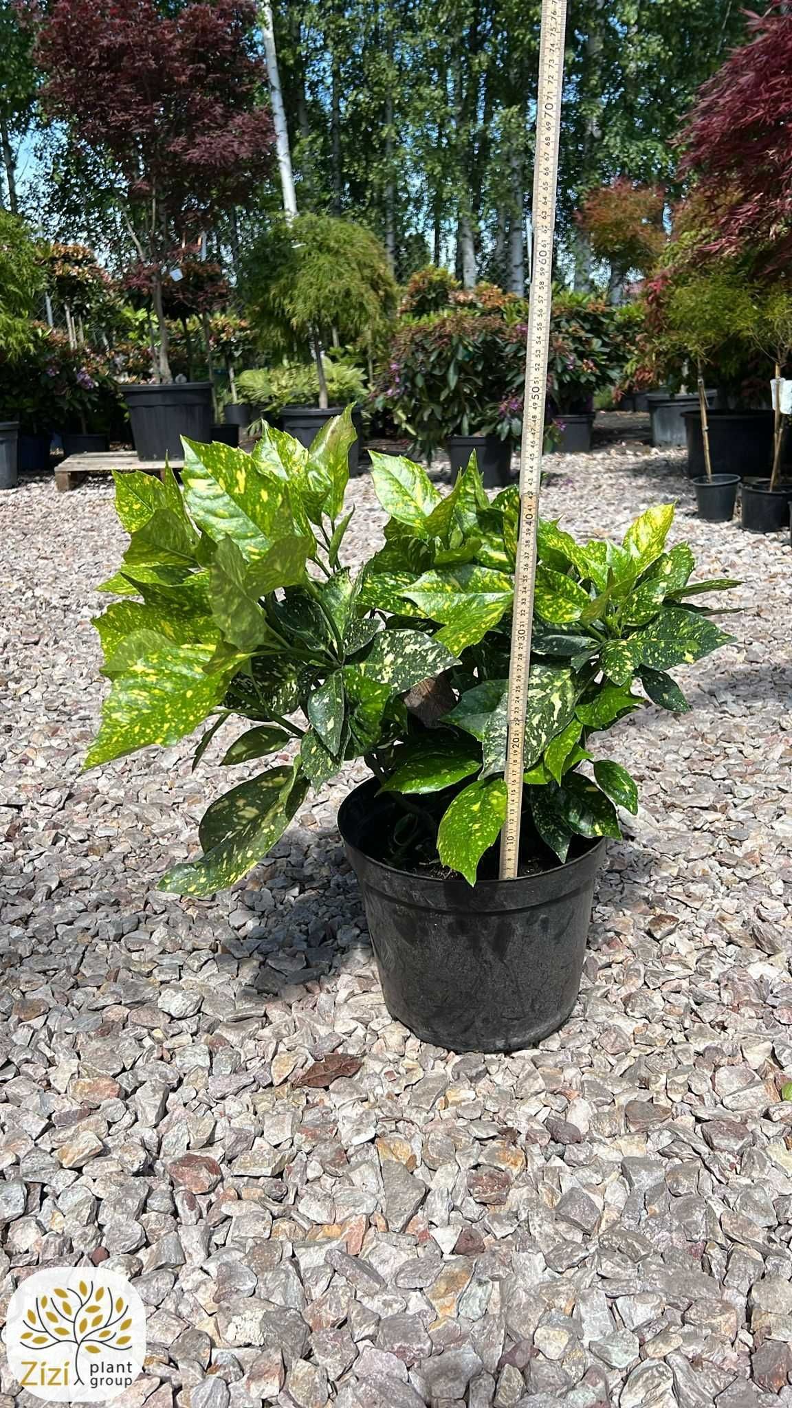 Aucuba japonica Variegata, Aukuba japońska, 40-60cm, C15