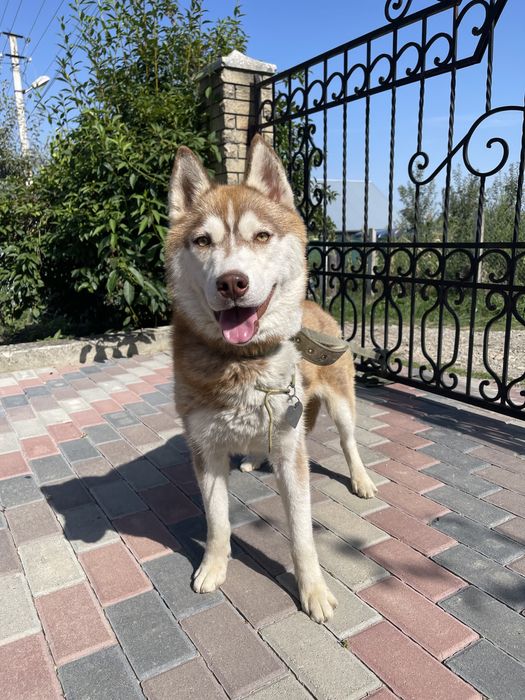 Сибірські хаски