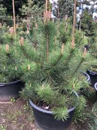 Sosna Czarna 'Pinus Nigra' wys ok. 100cm wys. Leszno wlkp.