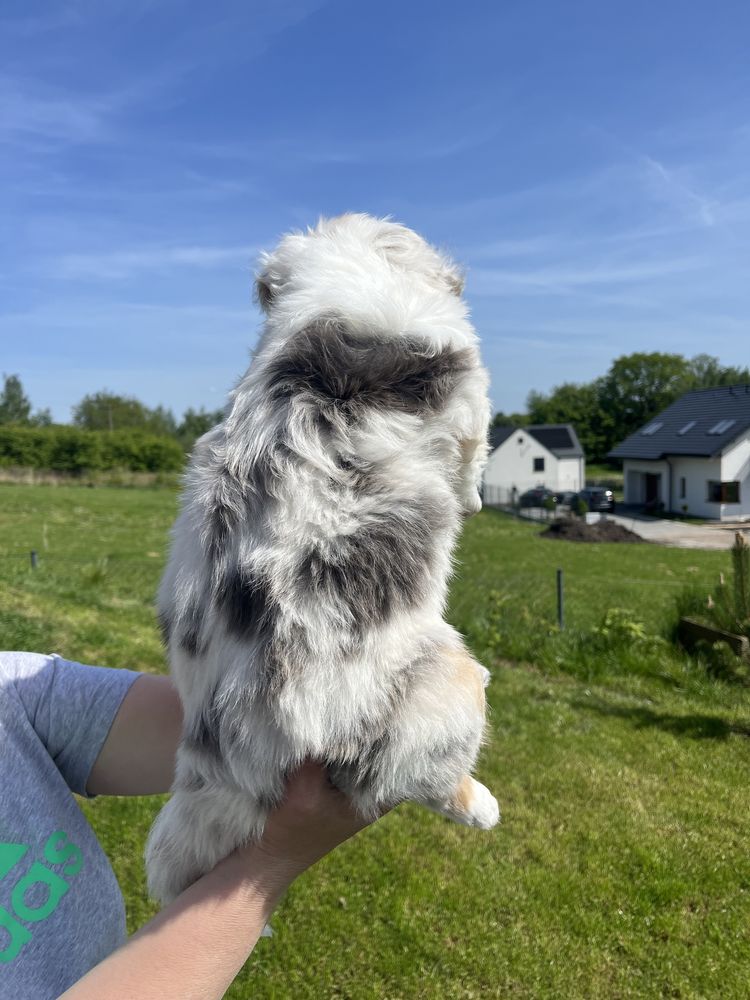 Owczarek australijski- chłopak blue merle Fci ZKwP