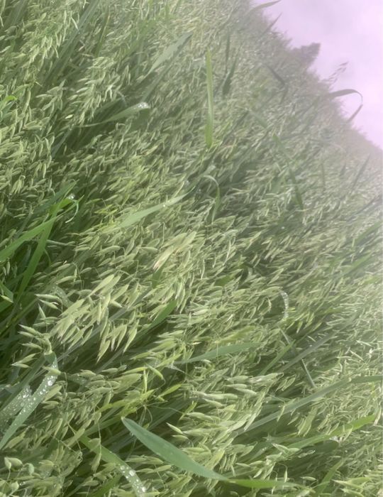 Owies/pszenica/słoma/ziemniaki