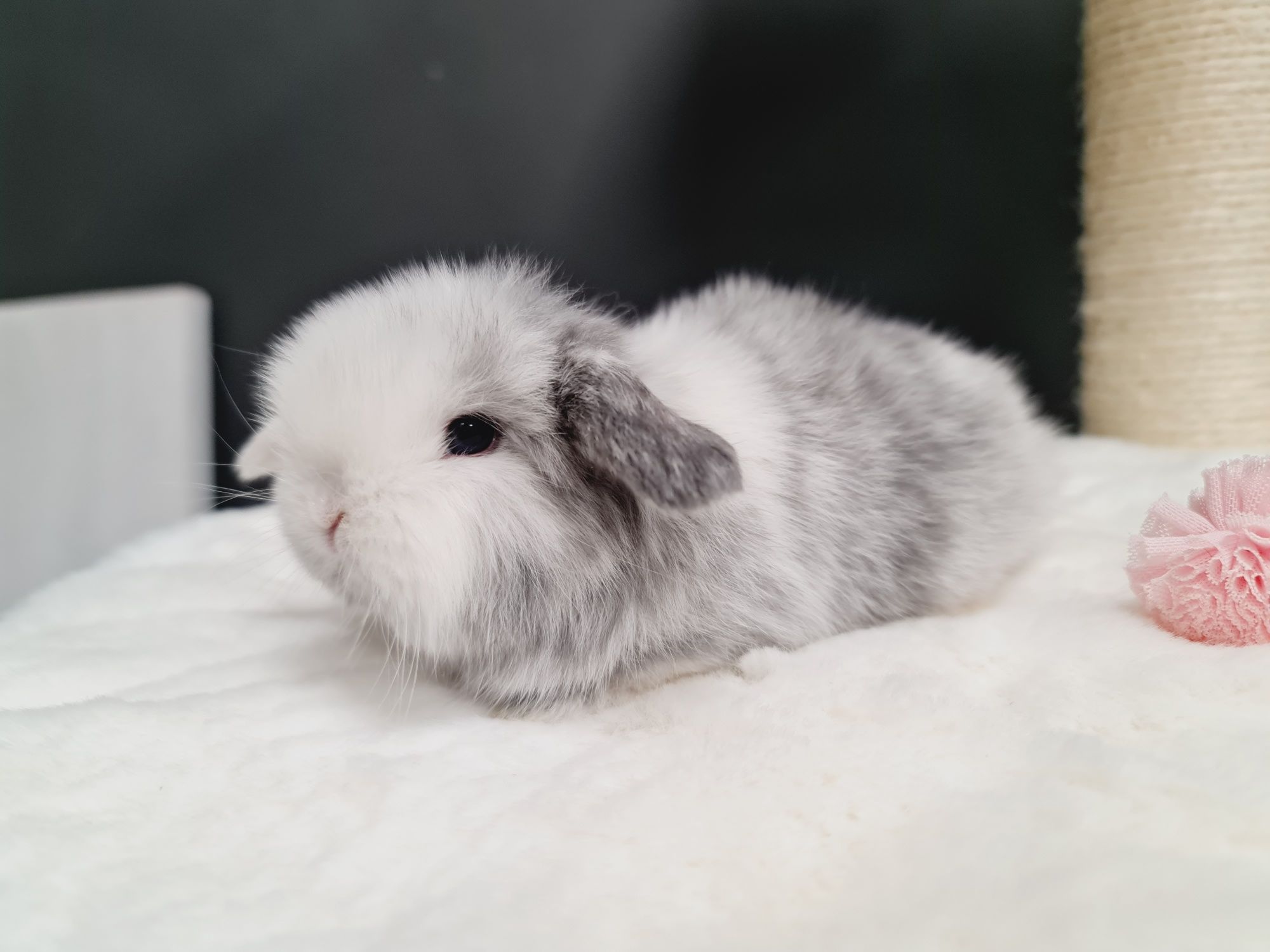 Mini lop królik króliczek miniaturka hodowla transport