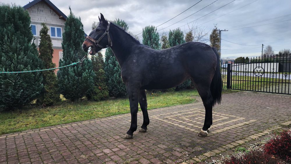 Klacz Śląska 20 miesięcy