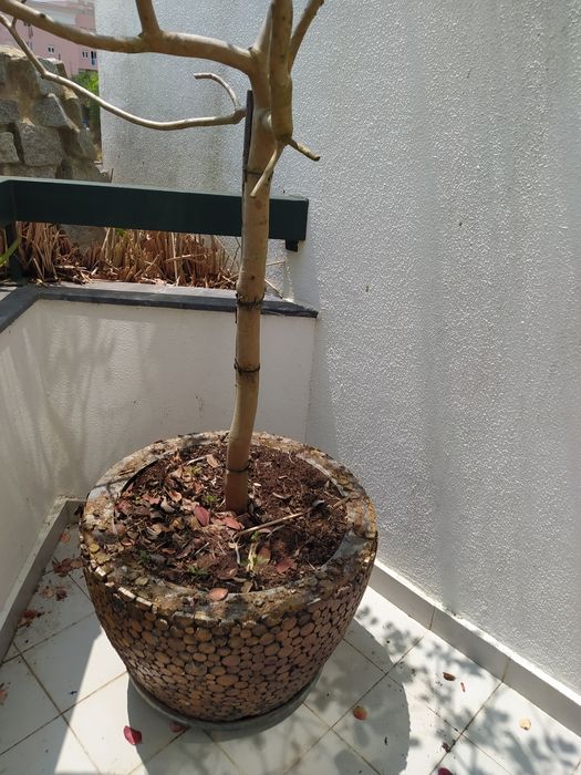 Árvore de Araça em vaso