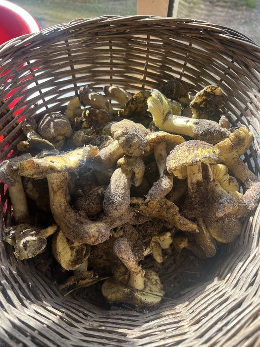 Vendo miscaros de areia