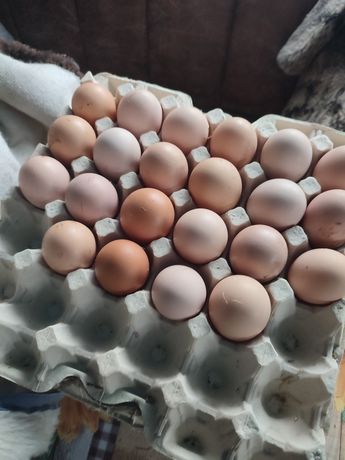 Яйця. Курячі яйця. Яйця домашні курячі