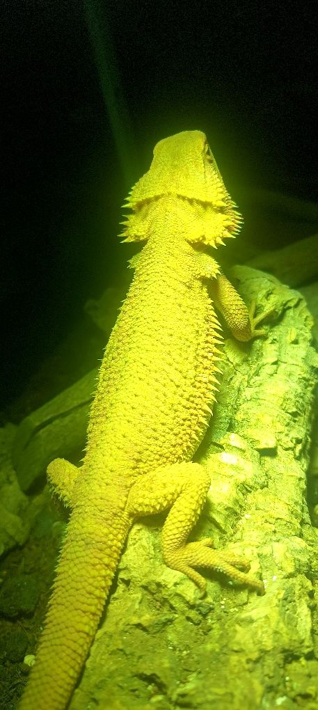 Agama brodata samiczka