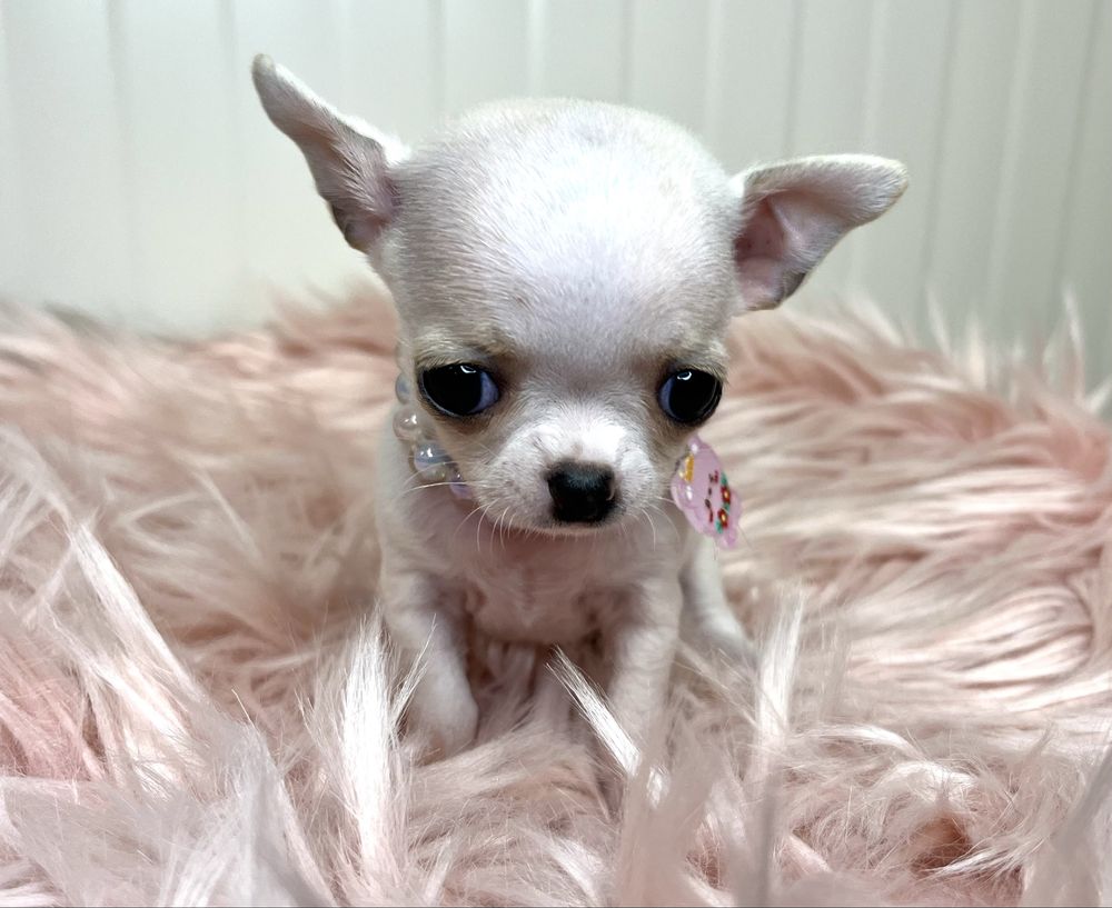 Chihuahua Femea Pequenina