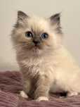 Ragdoll piękne koty do Felinoterapii FPL FIFE