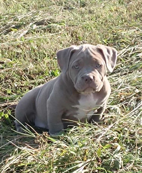 American Bully ABKC