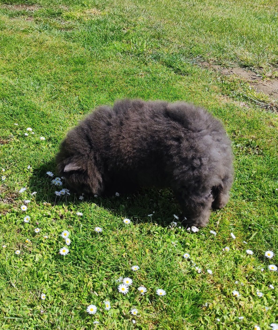 Chow Chow suka niebieska