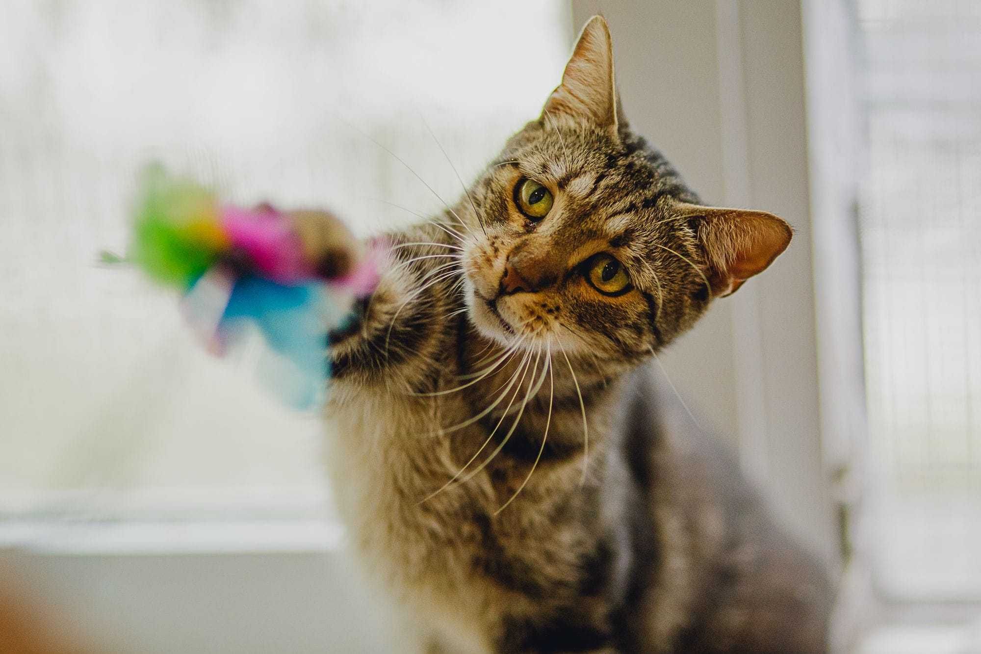 Czarek - Czarodziej o migdałowych oczach do adopcji